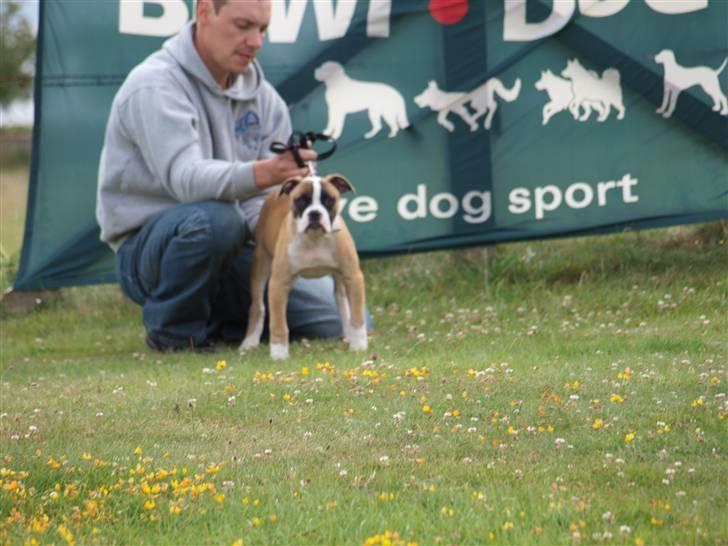 Amerikansk bulldog Mug Root Beer R.I.P billede 7