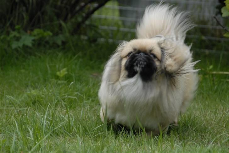 Pekingeser chiquila billede 12