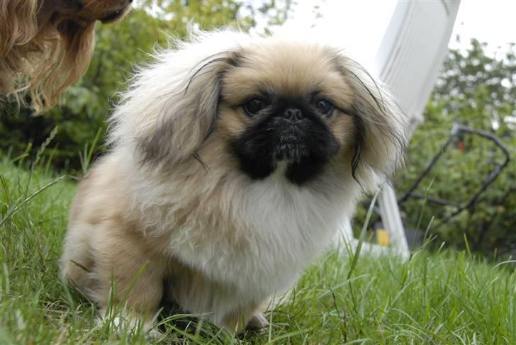 Pekingeser chiquila billede 13