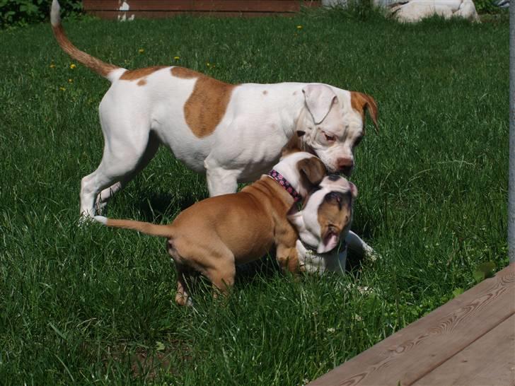 Amerikansk bulldog Judie billede 7