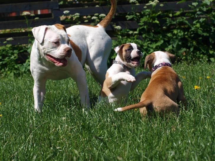 Amerikansk bulldog Judie billede 8