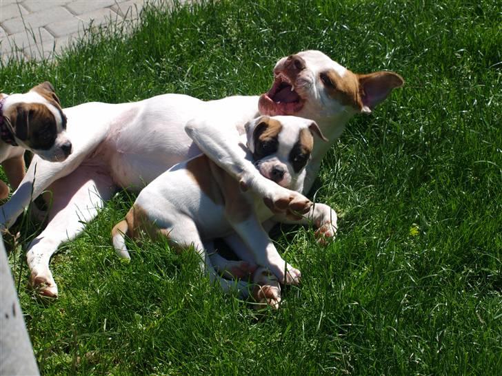 Amerikansk bulldog Judie billede 9