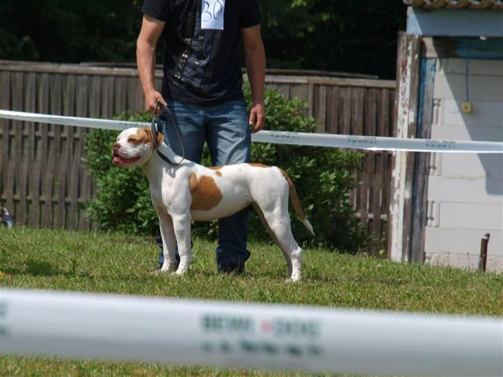 Amerikansk bulldog Judie billede 10