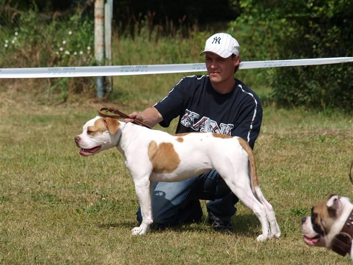 Amerikansk bulldog Judie billede 11