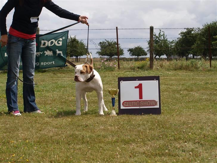 Amerikansk bulldog Judie billede 12