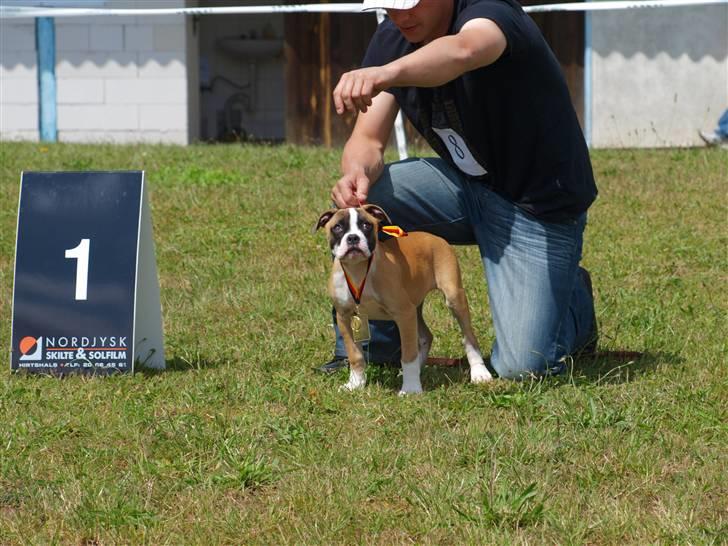 Amerikansk bulldog Mug Root Beer R.I.P billede 8