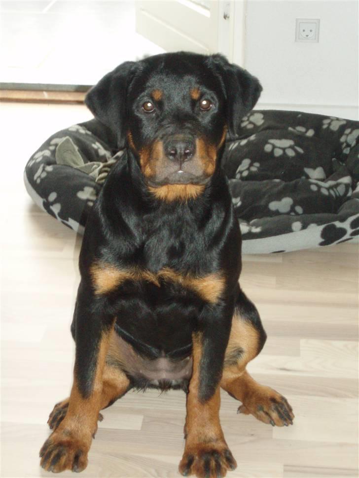 Rottweiler Chili - Smukke Chili billede 15