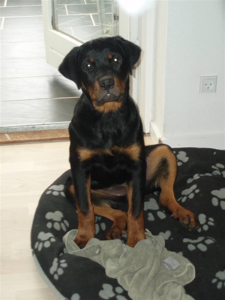Rottweiler Chili billede 16