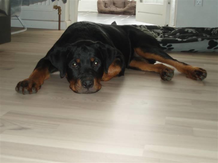 Rottweiler Chili billede 17