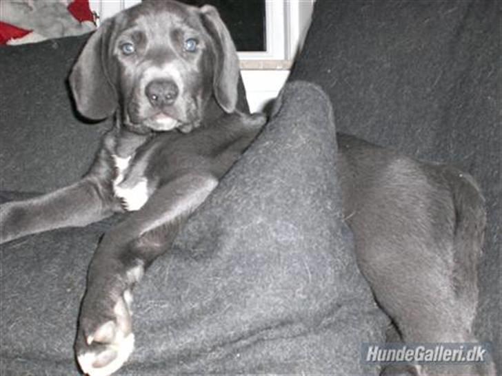 Blanding af racer Pepsi - Pepsi Juli 2009 et halvt år. billede 19