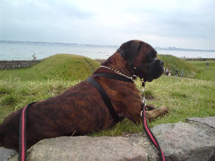 Boxer Bertram - Kongen af kronborg ;) billede 4