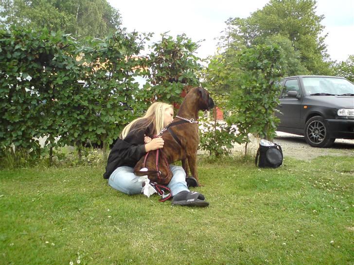 Boxer Bertram - Taz og Bertram har fået øje på noget !!! billede 5