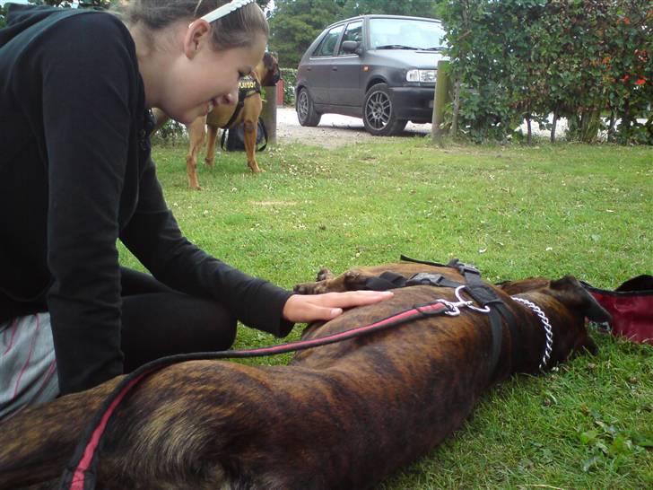 Boxer Bertram - Uuuuu yeaaa... klø mig Louise billede 6