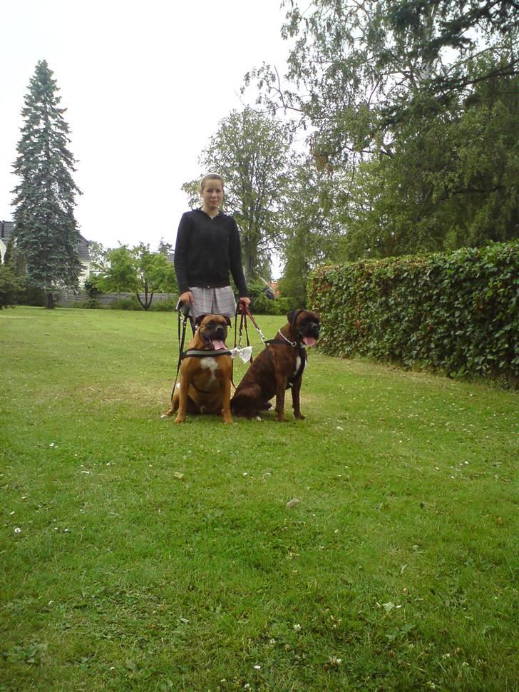 Boxer Bertram - Thor og jeg kan godt sidde pænt :) billede 8