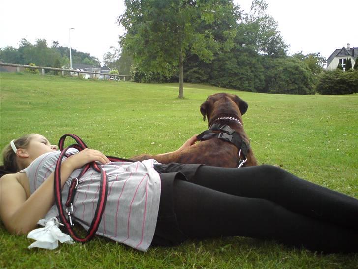 Boxer Bertram - Total afslapning ;D billede 9