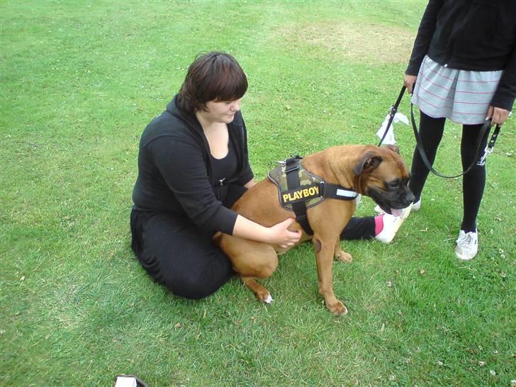 Boxer Thor....RIP D.15-1-10 - Pittstop hos christine... hun vil gerne klø mig :) billede 11