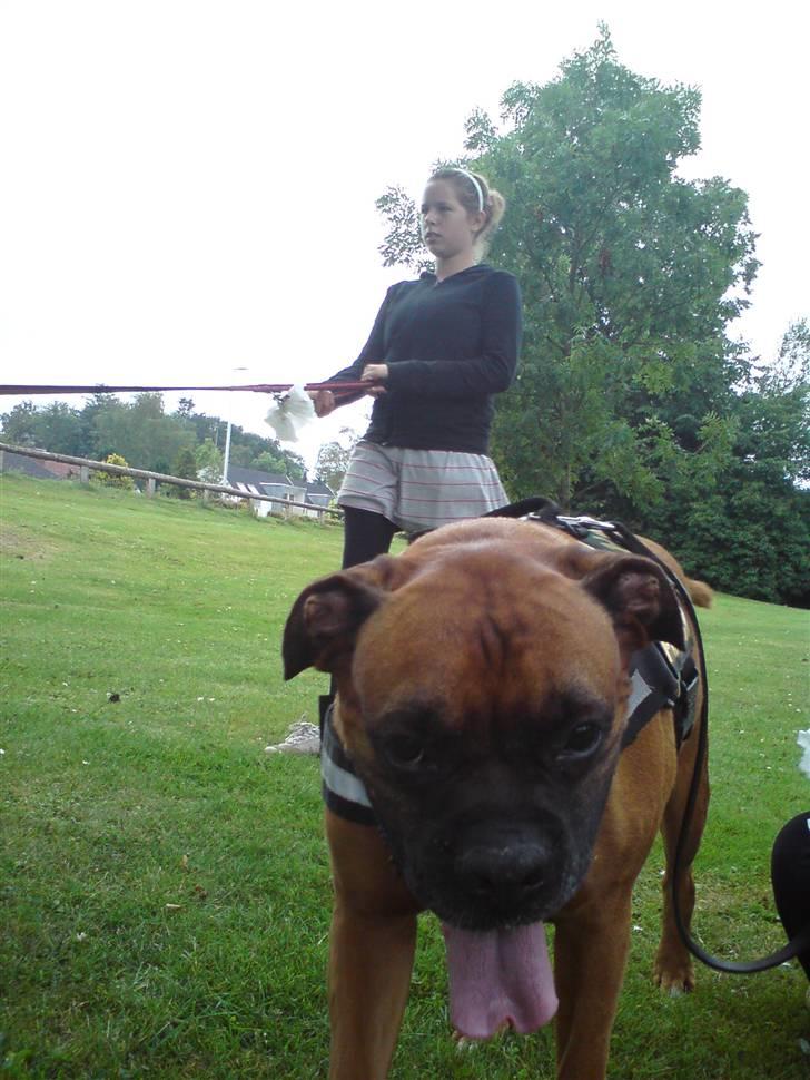 Boxer Thor....RIP D.15-1-10 - Woooppsss... tog du det billede ???  billede 12