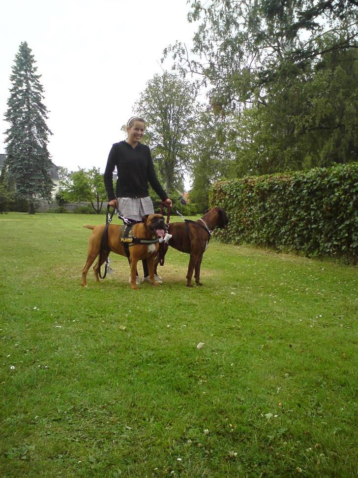 Boxer Thor....RIP D.15-1-10 - Hey Bertram.... skal vi løbe hver sin vej ... griner billede 13