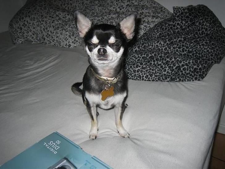 Chihuahua Mingus billede 1