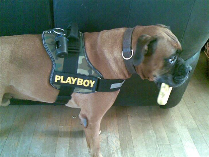 Boxer Thor....RIP D.15-1-10 - Nyt tøj!!! billede 14