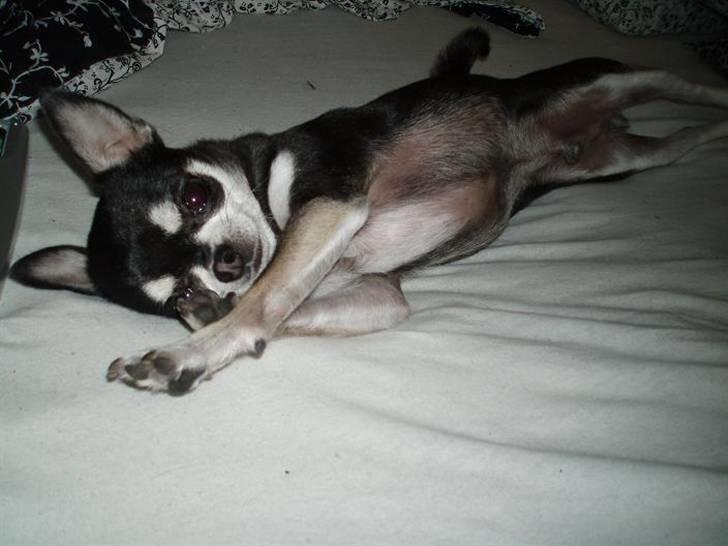 Chihuahua Mingus billede 2