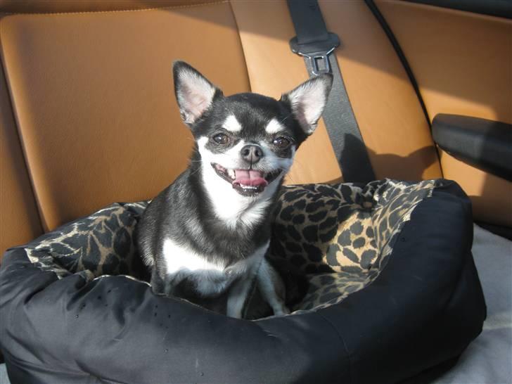 Chihuahua Mingus billede 3