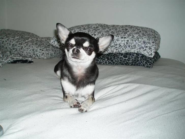 Chihuahua Mingus billede 4