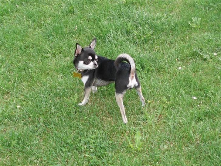 Chihuahua Mingus billede 5