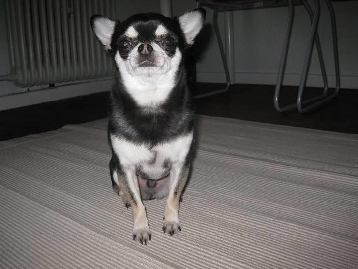 Chihuahua Mingus billede 6