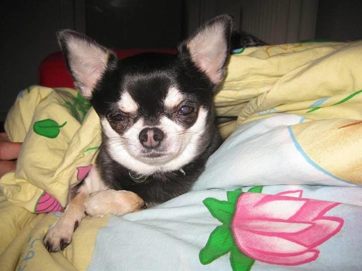 Chihuahua Mingus billede 7