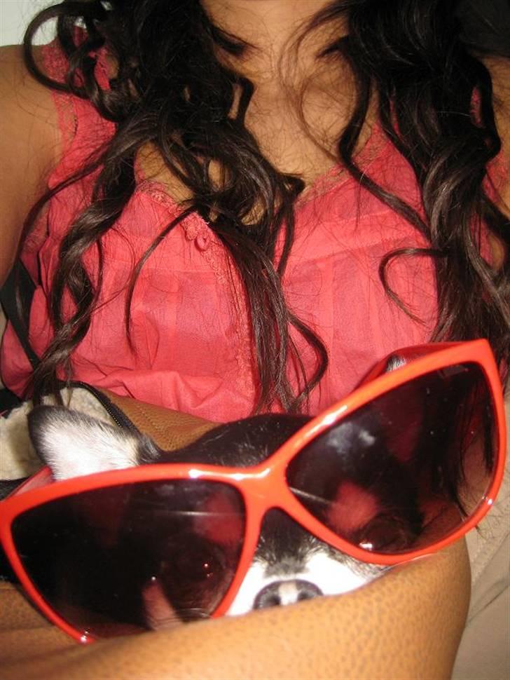 Chihuahua Mingus billede 8