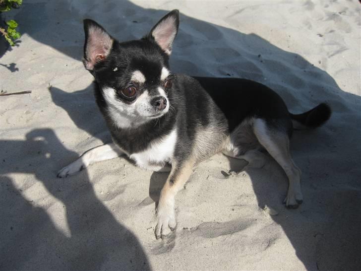 Chihuahua Mingus billede 9