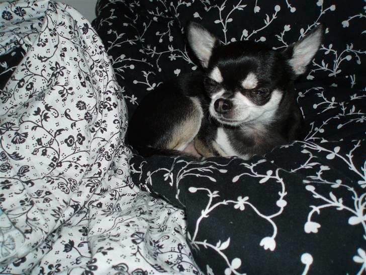 Chihuahua Mingus billede 10