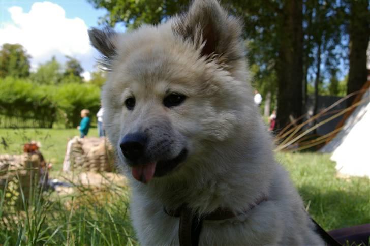 Eurasier Asklunds Charming Cliff - Haha:´D Ikke så stor ;) <3 Sommer 09(: billede 2