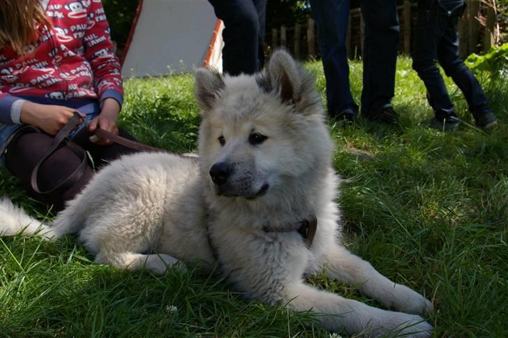 Eurasier Asklunds Charming Cliff - Søde Cliffer, sommer 09:) billede 3