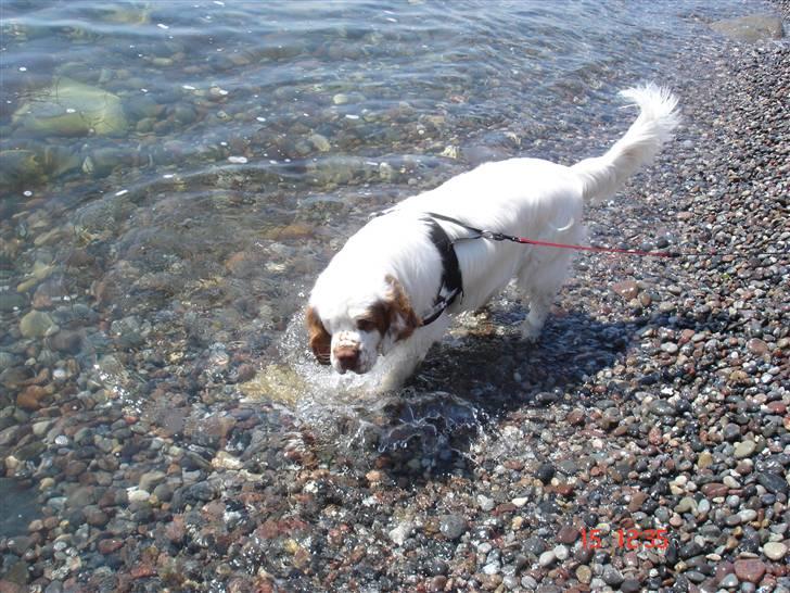 Clumber spaniel Ismo - Ismo bader i Langelands bælt billede 16