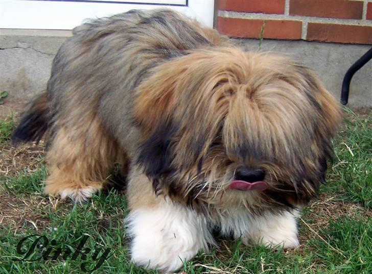 Lhasa apso *Pinky* - Mums  billede 7