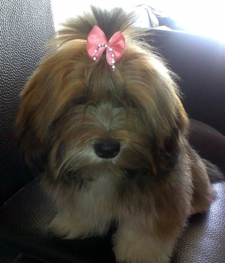 Lhasa apso *Pinky* - Jeg er for lækker, lækker, lækker. Hihi billede 8