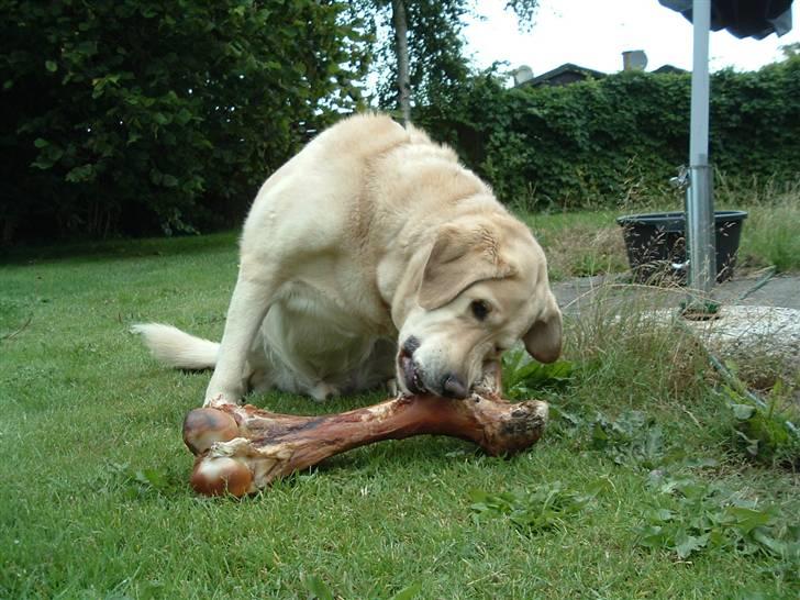 Labrador retriever Piv, aflivet 04-04-12 - piv der er ved og nedlægge en okse billede 20
