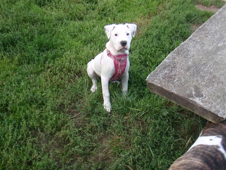 Amerikansk bulldog Malou billede 1