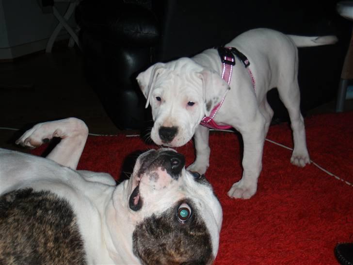 Amerikansk bulldog Malou billede 2