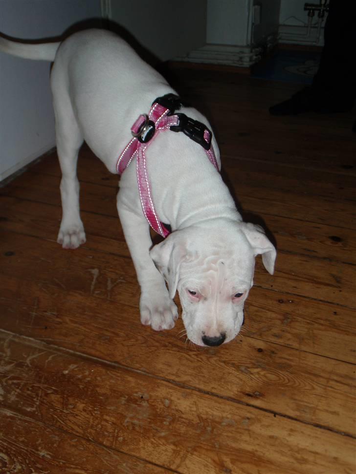 Amerikansk bulldog Malou billede 3