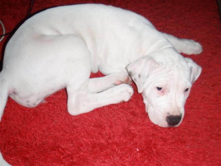 Amerikansk bulldog Malou billede 4