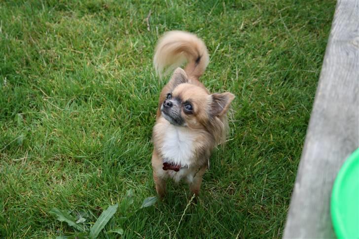 Chihuahua Lady - Lady på en græsmark. billede 15