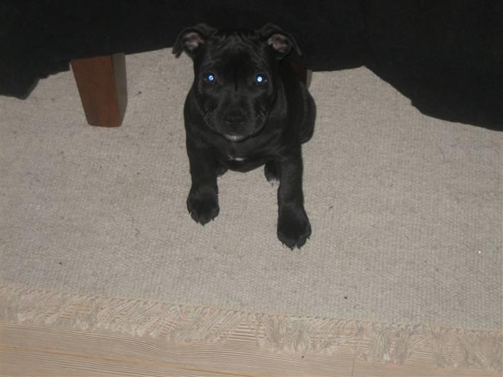 Staffordshire bull terrier Abby billede 1