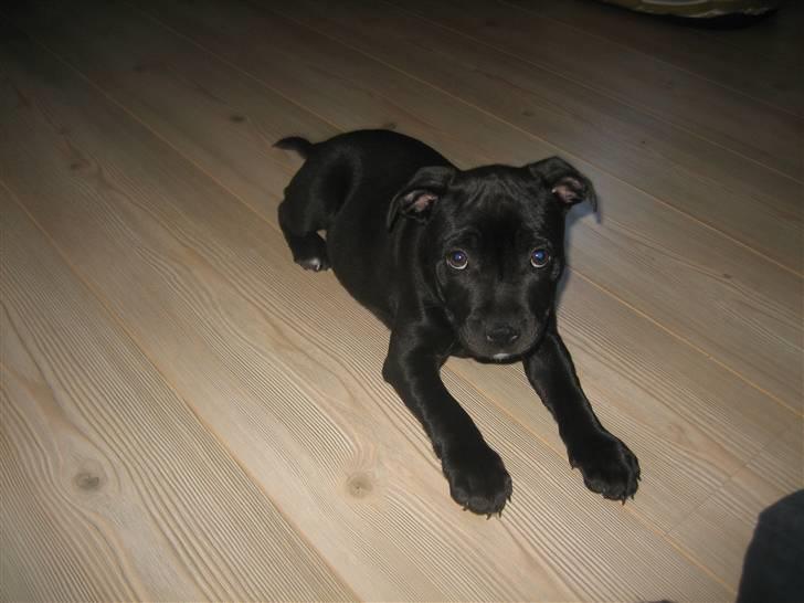 Staffordshire bull terrier Abby billede 4