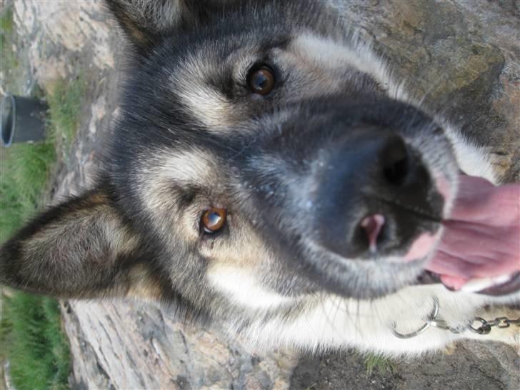 Grønlandshund Miki billede 1