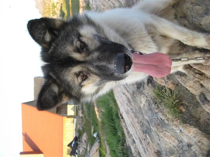 Grønlandshund Miki billede 2