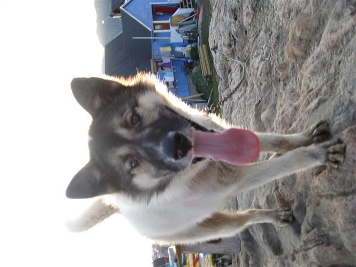 Grønlandshund Miki billede 3