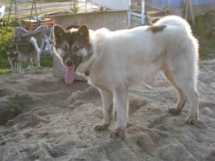 Grønlandshund Miki billede 4
